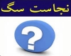 با توجه به تجلیل قرآن از سگ اصحاب کهف، چرا سگ را نجس می دانید؟ اصحاب کهف