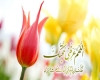 امام زمان امام زمان